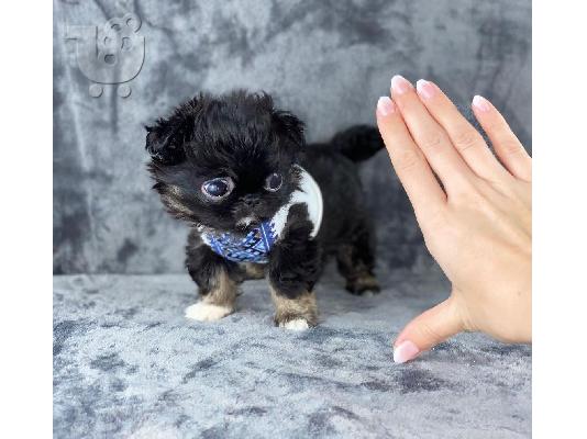 Κουτάβια AKC reg Chihuahua